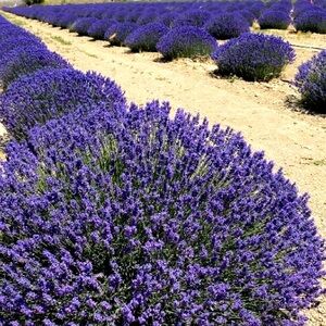 Meet your Posher, Lavender Fields